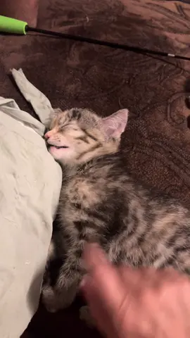 5 more minutes mom 🤣#adoptdontshop #fosteringsaveslives #fosterkittensoftiktok #kittensoftiktok #fypシ #spayandneuter #foryou #sweetbaby
