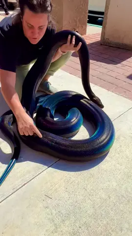 Prettiest snake on earth in the sun wow 🤩 I’m not the only one that can see the 🌈 I hope  #😂 #🌈 #snake #rainbow #aminalsoftiktok #reticulatedpython