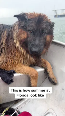Hate summer 🥲🌴🐺 #germanshepherd #Summer #huricaneseason #boatlife