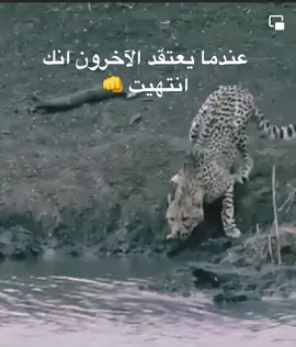 #عندمايعتقد_الكثيرين_انك_سقطت💪💪 #ملبورن_استرالیا #عندما_يعتقد_الآخرون_انك_انتهيت