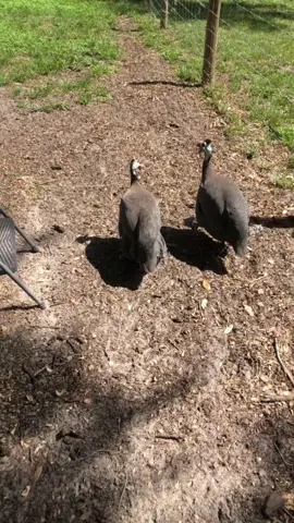 Guineas are on their own time and WENDAYY doesn’t yell at me anymore bc she’s just over my shit #chickensoftiktok