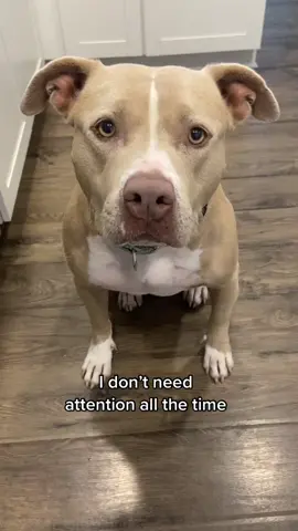 I only need attention when I’m awake. #fyp #dogs #dogsoftiktok #pittie #pitbull #attention