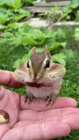 Down to the last nut! #fypシ #funny #comedy #animals #nature #cute #wildlife #chipmunk