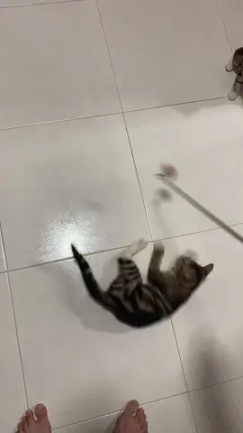 i play with pussies