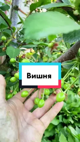 @intensive_gardening обрезка вишни тут 👉 #домисад #вишня #обрезкадеревьев