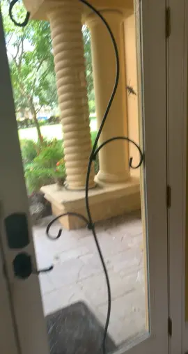 #florida #grasshopper #bug #giant #scary #MakeASplash #house #nature