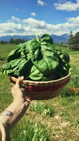 Harvest some giant spinach with me! 🌱 #gardeningtiktok #spinach #growyourownfood #harvest #processvideo #inthegarden