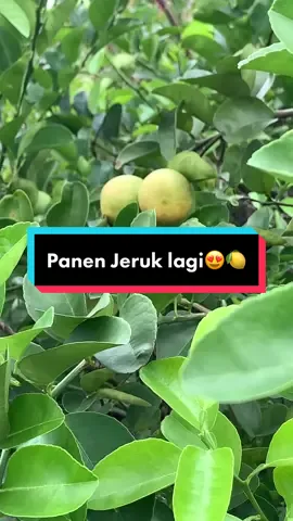 Panen jeruk lagi😍🍋 kalo kalian aku kirimin, mau ga?😄 jangan lupa pake Sunscreen ya untuk aktivitas di luar ruangan, kecintaan aku Sunscreen dari @somethincofficial 😍🫶 #sunscreensensasisalju #MakeNightsEpic #berkebun #berkebundirumahaja #rooftopgardening #fypシ #fyp #panen #panenbuah
