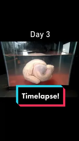 Left a turkey in water for 32 days 782 hours. Let’s just say got quite nasty!#timelapse #turkey #aquarium #fyp #fypシ #Science