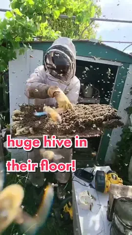 this colony was a queen factory! 👑 #beetok #savethebees #bees #nature #animals #bugs #satisfying #queenbee