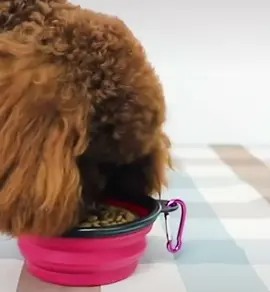 Portable Foldable Pet Bowl Collapsible Silicone Food Water Feeder Dog Cat Cup Au.Features:Collapsible, easy to use and carryGreat for camping, travelling, walking, etcCan hang, can hold water, foodFeels very soft, smooth, lightweight, made of high quality silicone material, no smell, non-toxic