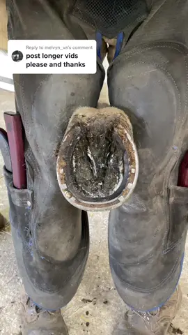 Reply to @melvyn_va as requested a foot prep video from start to finish. #forfarriersbyfarriers #farriersoftiktok #farrier #equestrian #horse #fyp #fypシ #foryou #foryoupage #viral #satisfying #asmr #verifyme #viral #JDSummerDrip