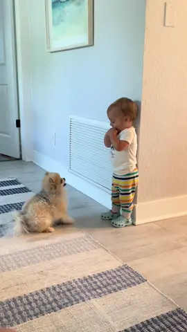 These two are always up to something #babiesoftiktok #dogsoftiktok #pomeranian