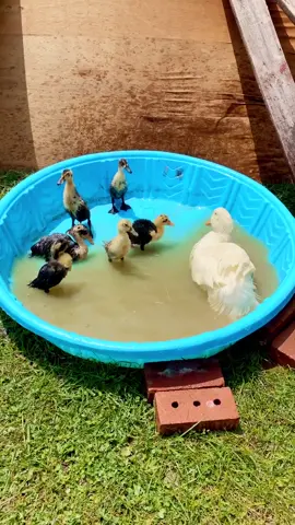 That’s just my baby *ducky* 🦆 #MakeNightsEpic #CatchChobaniOatmilk #backyardducks #ducksoftiktok #homesteading