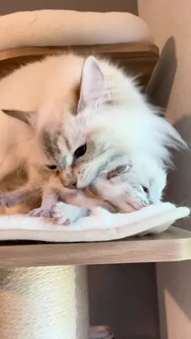 Anyone else impressed by a mama cat's (or auntie cat's) ability to carry kittens?