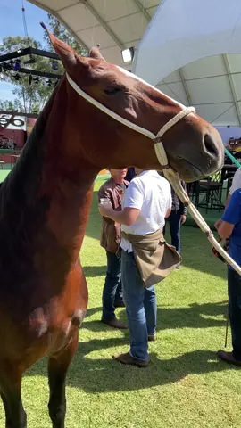 Quem já viu isso??  Um cavalo malhado de castanho com preto. RARIDADE! #animaisexoticos🐴🐮🐬 #mangalargamarchador #animaisraros #pelagem #pelagempampa #mangalargamachador