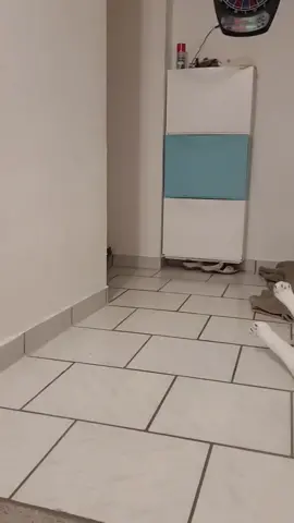 Mission... possible... für Bruno.. #riesenhamsterratte #pouchedrat #unsicherewohnung