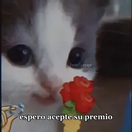 #meme #shitposting #Love #amor #cat #parati #fyp #pareja #foryou