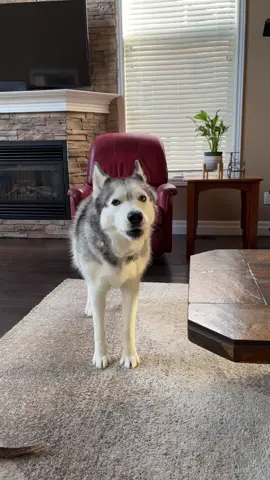 Apparently she wants an orange 🍊#huskytalk #captions #dogtranslator #husky #dramatichusky #huskiesoftiktok #doggo #dogsofttiktok #fyp #foryoupage #funny #happydog #siberianhusky