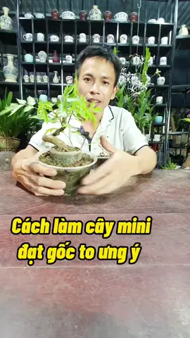 Cách làm gốc to cây mini #caymini #trongcay #bonsaimini #namxelan90 #hoalan