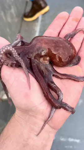 A little baby 🐙 #fishing #boatlife #pacificocean #octopus