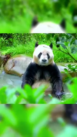 I want to take a bath, why do you keep looking at me#fypシ #fyp #pandas #animal