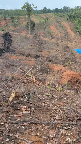 PEMBUKAAN LAHAN #lahan #fyp #fypシ #gusuran #sawit #trending #viral #logingtruk