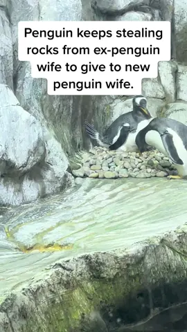 She is not having it. #penguin #zoo #nest #animals #funny