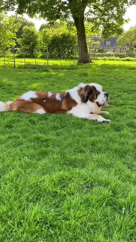Worlds most handsome Saint Bernard #share #funny #fyp #foryou #PetsOfTikTok #animslsoftiktok #puppies #puppylove #cutepuppy #cutedog #funnyanimals #tinder #dating