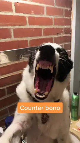 Woof woof woof #fyp