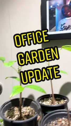 Office garden update #indoorgarden #indoorgardening #foryoupage #andrethefarmer #permaculturelife #gardening #foryou #fyp