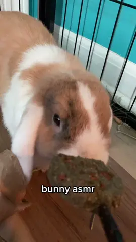 honeybee asmr! if u listen u can hear my cat #fyp #rabbit #rabbitsoftiktok #bunny