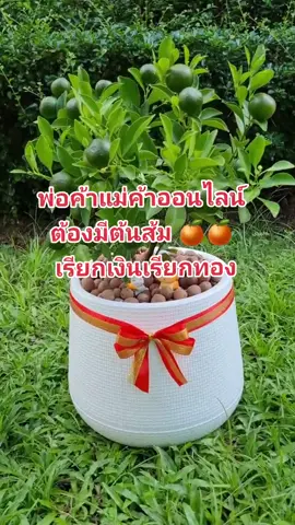 พ่อค้าแม่ค้าออนไลน์ มีต้นนี้กันรึยัง 🍊🍊 #ต้นส้ม #ต้นส้มจี๊ด #ต้นไม้ในบ้าน #ของมันต้องมี #ต้นไม้มงคล #ต้นไม้มงคลให้โชค #meesukgarden #ต้นไม้นําโชค