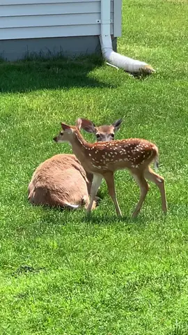 Sunshine & deer ☀️🦌🦌🦌