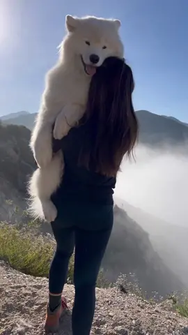 CEO of being carried 😎 #samoyed #justababy