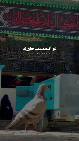 لو أنحَسب طَيّرك🕊♥️.. #كربلاء #كربلاء_المقدسة #okeidmo #اوقيدمو #الامام_الحسين #امام_حسین