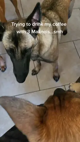 #veteran #belgianmalinoisoftiktok #belgianmalinois #malinois #velociraptor #malinoispuppies #malinoisdog #k9 #merica #donttreadonme #coffeetime @supatrasupatra2 @stabboon @guardianarmstraining