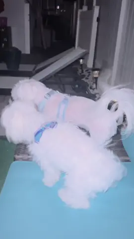 #bestfriend #Love #friends #BestFriends #friendship #bff #happy #best #cute #dog #dogsofinstagram #friend #instagood #smile #fun #forever #photooftheday #memories #instagram #funny #like #life #bestie #party #dogs #photography #besties #follow #goodfriends #goodtimes