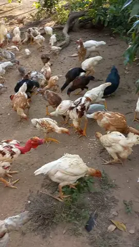 Galinhada no terreiro! #foryou #viral #fy #fazenda #criaçãodegalinhas #musicasertaneija #vidanocampo #cezarepaulinho #vidanaroça #gratidão #amor.