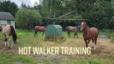when the highlight of the day is horses walking in a circle. @crystalhornbuckle #arabian #hotwalker #trainerlife