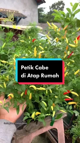 Balas @xx.sifa_cns  di tempat kalian berapa harga cabe sekilo?🥲 #VoiceEffects #berkebun #MakeNightsEpic #rooftopgardening #berkebundirumahaja #fypシ #fyp #hidroponik #hidroponikpemula #fyf