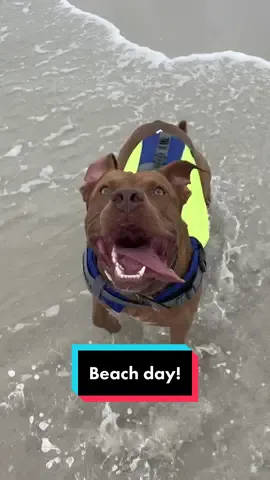 Link to the dog life jacket in my bio. 🙂 20% off code: 20V4VOFI  #dogsoftiktok #dogsvideo #swimming #pitbull #rednose