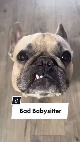 Always gotta show em who's boss... #frenchieoftiktok #jasonbankscomedy #dogsoftiktok #babysitting #dogdad@somefrenchienamedapollo @somefrenchienamedapollo