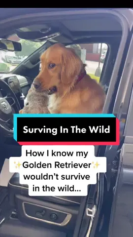 Would Teddy make it? Priobably not. #dog #dogs #dogsoftiktok #goldenretriever #puppy #fyp