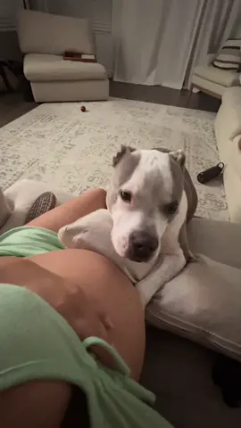 My two love bugs 🥹🤍👼🏽🐶#pregnancy