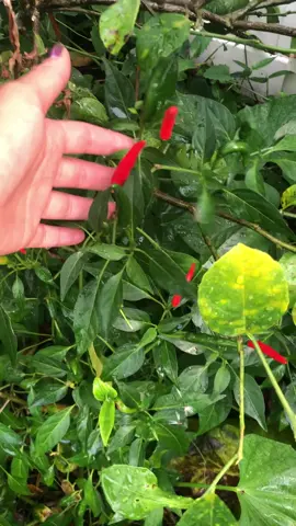 Thai red chili peppers- did you know pepper plants are perennial 🌶 Seeds available in my Etsy shop #thaichilipeppers #pepper #etsy #seed #garden #gardentok #gardening101 #floridagarden #gardentips #zone9 #fyp #permaculture #gardensoftiktok #spicy #hotpeppers