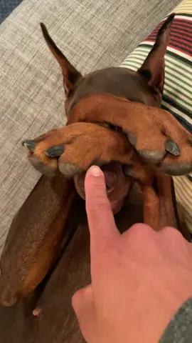 My doberman almost bites me 😱🥲 #dobermanpinscher #dobermangang