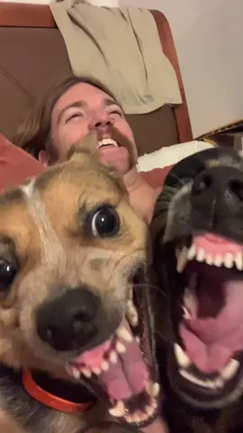 Get heelers they said. #heeler #dog