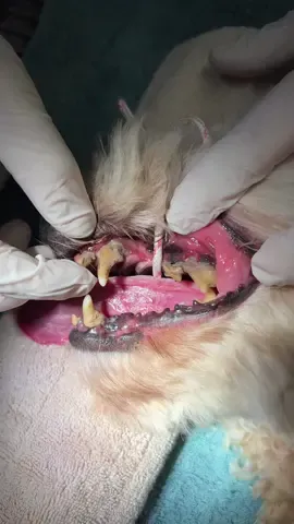 These teeth really said “loosen up” 🦷 😱 Make sure your brushing dogs teeth and feeding an appropriate diet to reduce the risk of dental disease! ❤️🐾🩺👩🏼‍⚕️ #dentaldisease #vetdentistry #vetnurse #vettech #vet #veterinary #vetclinic #vetcare #pets #vetmed #vetmedworld #vettechlife #vetnurselife #vetnursestudent #vettechstudent #vetstudent #vetnursing #veterinarymedicine #vetnurseschool #veterinarynurse #vetgirl #vetnurseschool