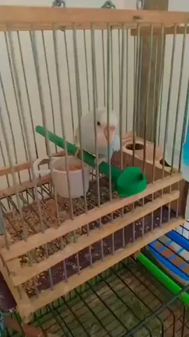 😂#marocaine🇲🇦 #المغرب🇲🇦 #algerie🇩🇿 #الجزائر🇩🇿 #fypシ #foryou #birds #فراخ #بادجي #طيور_الزينة_للمبتدئين #طيور_الزينة #تزاوج_الطيور #البادجي_استرالي #الطيران_الحر #البادجي_في_ااطبيعة